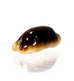 Kauri-schelp $$$$ NIGER & ROSTRATE $$$ ZEER ZELDZAAM $$$ met, Nieuw