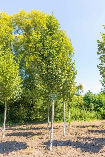 Tilia tomentosa Doornik hoogstam 14/16