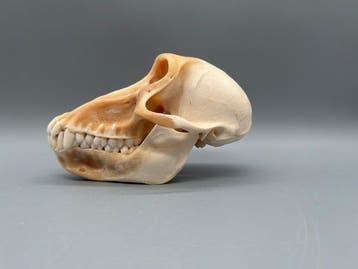 Aap Schedel - Papio Ursinus - 10 cm - 10 cm - 17 cm- CITES
