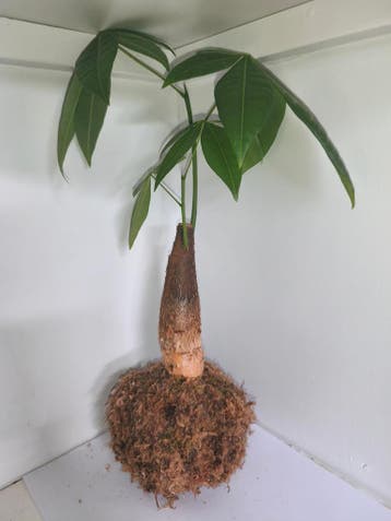 Kokedama #3, Verzenden, Overige soorten, Halfschaduw, Minder dan 100 cm