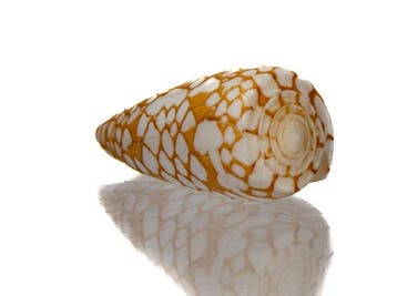 Rariteit: Conus nobilis ORANGE – 41 mm – GEM – Misamis,, Nieuw