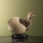 Struisvogel Kuiken in Ei Taxidermie Opgezette Dieren By Max, Verzamelen, Dierenverzamelingen, Ophalen of Verzenden, Nieuw, Vogel