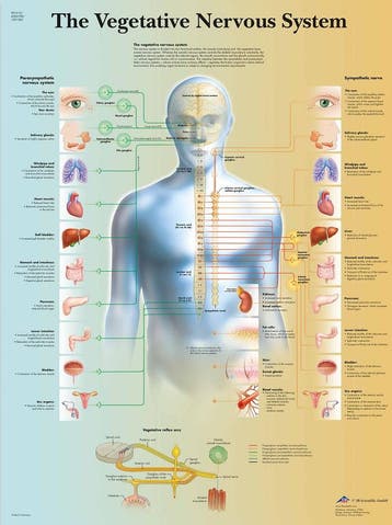 Anatomie poster vegetatief zenuwstelsel (gelamineerd, 50..., Nieuw