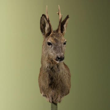 Reebok Wintervacht Taxidermie Opgezette Dieren By Max, Ophalen of Verzenden, Nieuw, Wild dier, Opgezet dier
