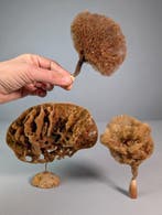 Natuurlijke zeesponzen op minerale ondergronden Taxidermie, Verzamelen, Nieuw