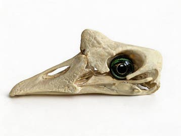 Gans Bot - Goose skull specimen (with simulated glass eyes)