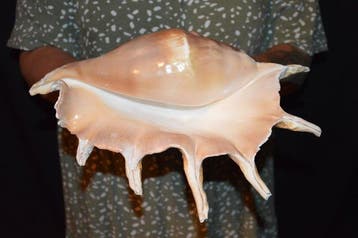 Zeeslak Zeeschelp - S-412 LAMBIS TRUNCATA (Zonder