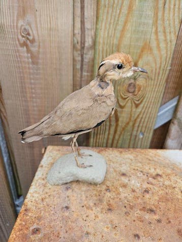 indische renvogel Taxidermie volledige montage - Cursorius, Nieuw