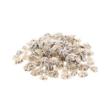 Patella Sacharina schelpen ca 500 gr, Ophalen of Verzenden, Nieuw