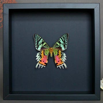 Vlinder Taxidermie volledige montage - Urania ripheus - 23