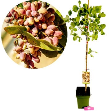 Pistachia vera Kerman, Vrouwelijk, 23cm pot, Verzenden, Volle zon