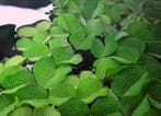 Salvinia Natans - drijfplant (Aquariumplanten), Dieren en Toebehoren, Verzenden, Nieuw, Plant(en), Steen of Hout