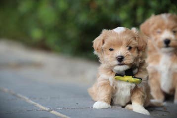 Maltipoo, mix Maltezer x Poedel, hypo-allergeen, Dieren en Toebehoren, Parvo, België, Overige rassen, 8 tot 15 weken