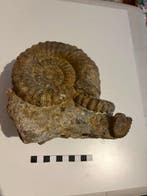 Ammoniet - Gefossiliseerde schelp - Aegoceras sp - 12 cm -, Verzamelen, Mineralen en Fossielen