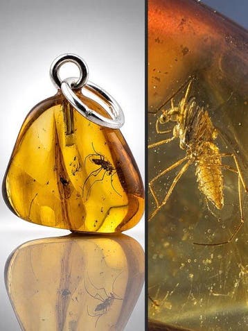 Museumkwaliteit Baltisch amberhanger – MOSQUITO met