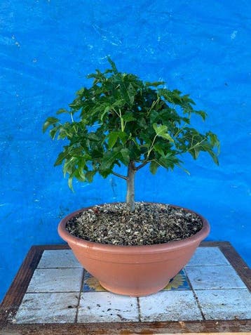bonsai van staal - Hoogte (boom): 25 cm - Diepte (boom): 25