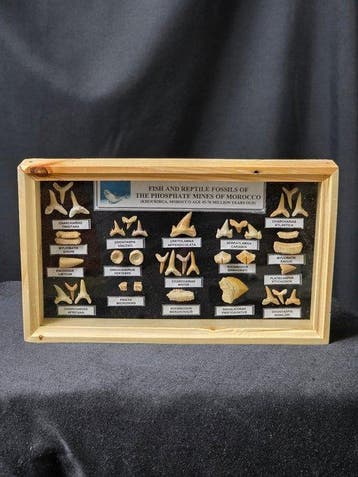 Vitrine met een verzameling authentieke fossiele tanden uit