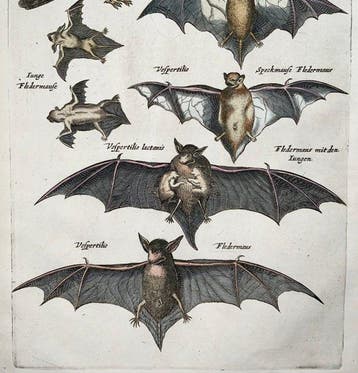 Matthäus Merian (1593-1650) - hand coloured folio: Bats,, Antiek en Kunst