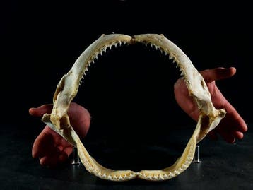haai-kaak weefselverwerker Taxidermie volledige montage -, Verzamelen, Dierenverzamelingen, Nieuw