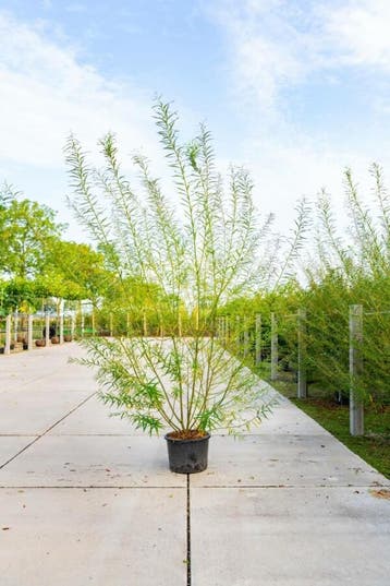 Salix viminalis meerstammig 300-350