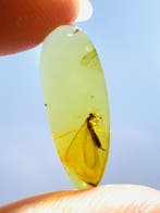 Natuurlijk insect amber gouden amber termiet - Barnsteen