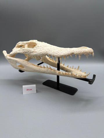 Nijlkrokodil Schedel - Crocodylus niloticus - 8 cm - 13 cm -, Nieuw
