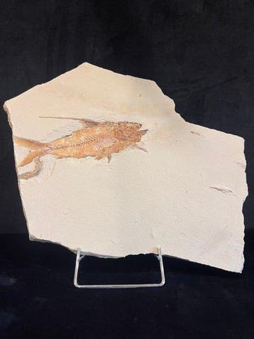 fossiele vis - Fossiel skelet - Nematonodus - 33 cm - 28 cm, Verzamelen, Mineralen en Fossielen