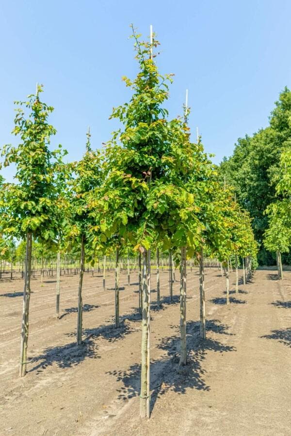 Parrotia persica hoogstam, Tuin en Terras, Planten | Tuinplanten