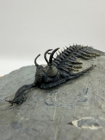 Trilobiet - Gefossiliseerd dier - Walliserops trifurcatus -, Verzamelen, Mineralen en Fossielen