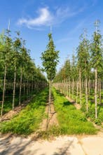 Sorbus torminalis hoogstam 4/6 (spil), Tuin en Terras, Planten | Tuinplanten