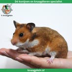 Lieve handtamme Goudhamsters / Syrische hamsters !, Meerdere dieren, Hamster, Tam