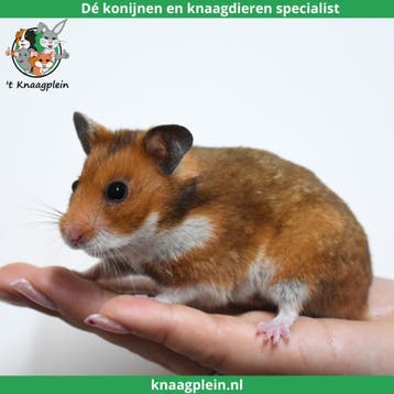 Lieve handtamme Goudhamsters / Syrische hamsters !, Dieren en Toebehoren, Meerdere dieren, Hamster, Tam