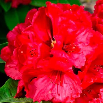 Rhododendron Nova Zembla container (C4) Sierplanten, Rood, Verzenden, Overige soorten