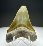 Megalodon - Fossiele tand - 5 cm - 4 cm