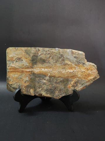 Witte botten - Met huid - Gefossiliseerd dier - Salamander -, Verzamelen