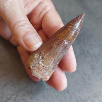 Dinosaurus - Fossiele tand - Spinosaurus aegyptiacus - 68 mm, Verzamelen, Mineralen en Fossielen