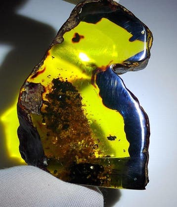 FOSSlL-AMAZING!! Dominicaans amber- 56 g