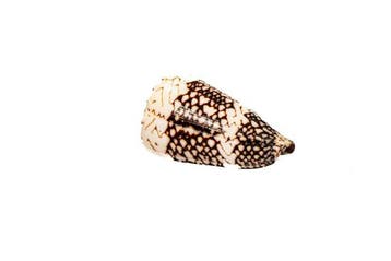 Gestreepte kegelschelp Conus bandanus | Zeldzaam, Nieuw