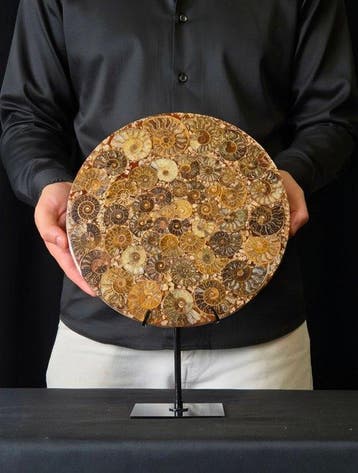 Ammoniet - Gefossiliseerd dier - Aioloceras (Cleoniceras)
