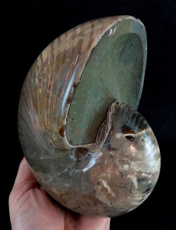 Uitstekend nautilus!!! – indrukwekkende kleuren -