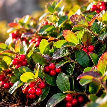 Bergthee Sierplanten, Raskleur, Tuin en Terras, Verzenden, Overige soorten, Struik