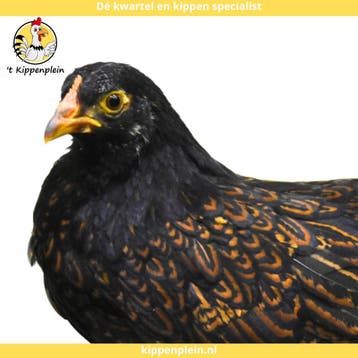 Barnevelder Groot - Jonge Dieren - Dubbel Gezoomd - Tam, Vrouwelijk, Kip
