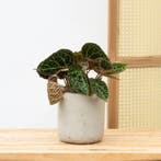 Green Bubble - Begonia Rex Ferox - 25cm, Huis en Inrichting, Kamerplanten, Ophalen of Verzenden