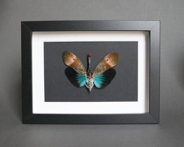 Insecten Taxidermie volledige montage - Pyrops pyrorhyncha -