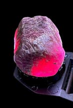 Robijn Ruwe. Prachtig Mozambique Grote rozeachtige