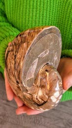 Nautilus - Gefossiliseerd dier - Cenoceras sp. - 15 cm - 10