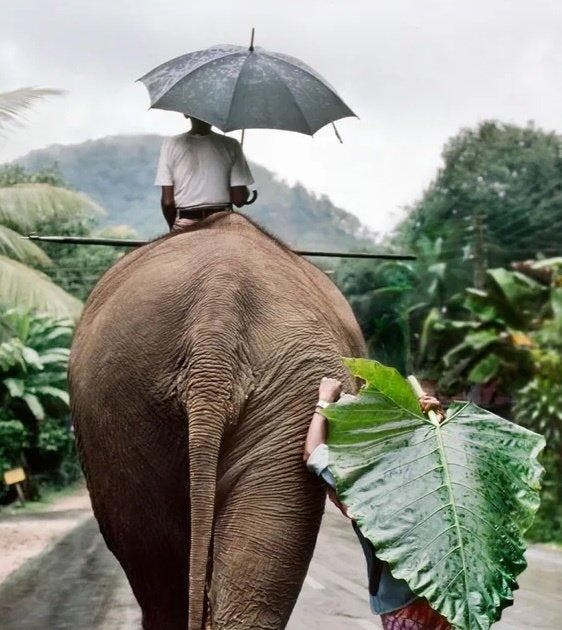 Steve McCurry (1950–) - Man walks behind an elephant, Antiek en Kunst, Kunst | Designobjecten
