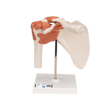 Anatomie model schouder, Nieuw