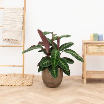 Green Bubble - CalatheaWarscewicii - 80 cm - Ø24 cm, Huis en Inrichting, Kamerplanten, Ophalen of Verzenden