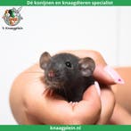 Jonge handtamme dwergratten te koop!, Dieren en Toebehoren, Meerdere dieren, Rat, Tam